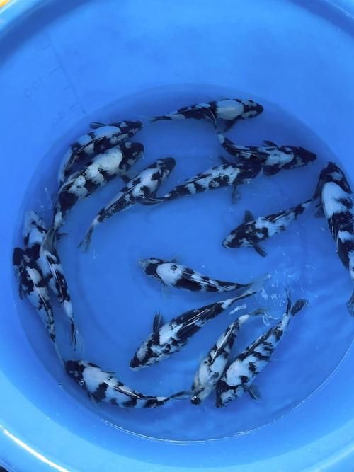 錦鯉白寫圖片大全【“錦鯉白寫圖片大全”】