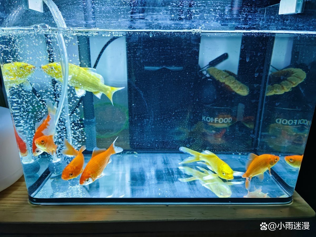 為什么錦鯉入缸三天必死【新手養錦鯉應該注意哪些問題？】