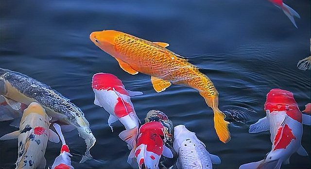 為什么錦鯉入缸三天必死【新手養(yǎng)錦鯉應(yīng)該注意哪些問題？】