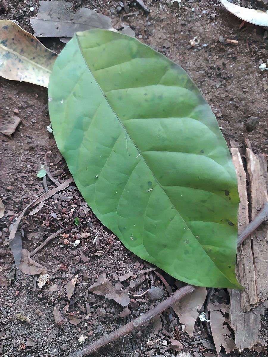 真正的龍眼紋【龍眼紋手相學解析龍眼紋與人體微觀命運的手相特征】