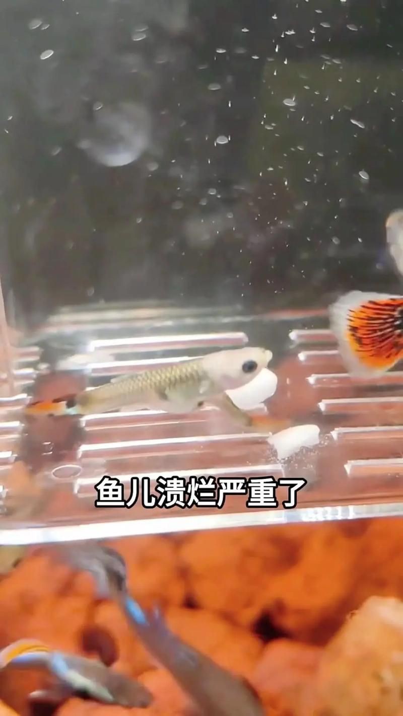 魚爛鰭爛尾圖片【魚爛鰭爛尾是一種嚴(yán)重的魚類疾病】