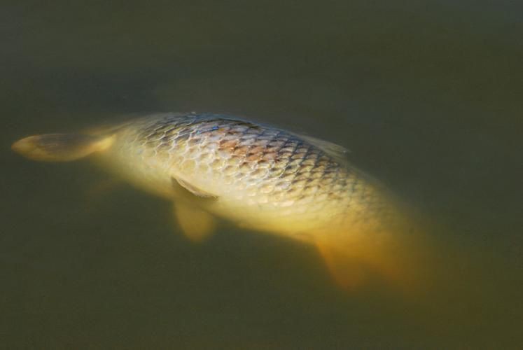 魚爛鰭爛尾圖片【魚爛鰭爛尾是一種嚴(yán)重的魚類疾病】