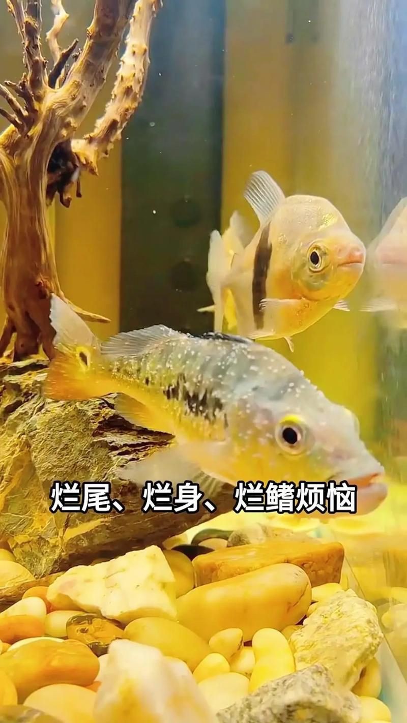 魚爛鰭爛尾圖片【魚爛鰭爛尾是一種嚴(yán)重的魚類疾病】