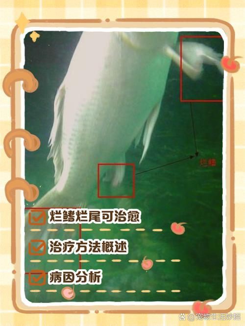 魚爛鰭爛尾圖片【魚爛鰭爛尾是一種嚴(yán)重的魚類疾病】