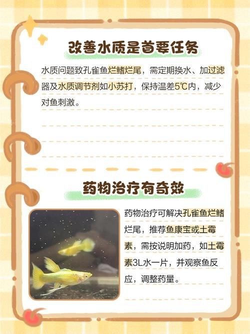 魚爛鰭爛尾圖片【魚爛鰭爛尾是一種嚴(yán)重的魚類疾病】