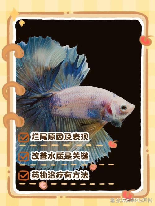 魚爛鰭爛尾圖片【魚爛鰭爛尾是一種嚴(yán)重的魚類疾病】