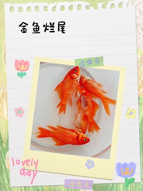 魚爛鰭爛尾圖片【魚爛鰭爛尾是一種嚴(yán)重的魚類疾病】