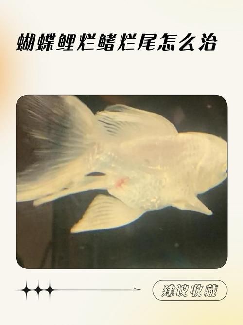 魚爛鰭爛尾圖片【魚爛鰭爛尾是一種嚴(yán)重的魚類疾病】