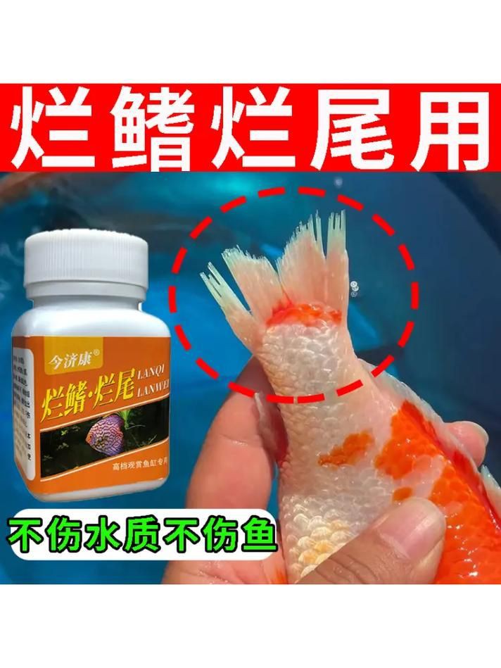 魚爛鰭爛尾圖片【魚爛鰭爛尾是一種嚴(yán)重的魚類疾病】