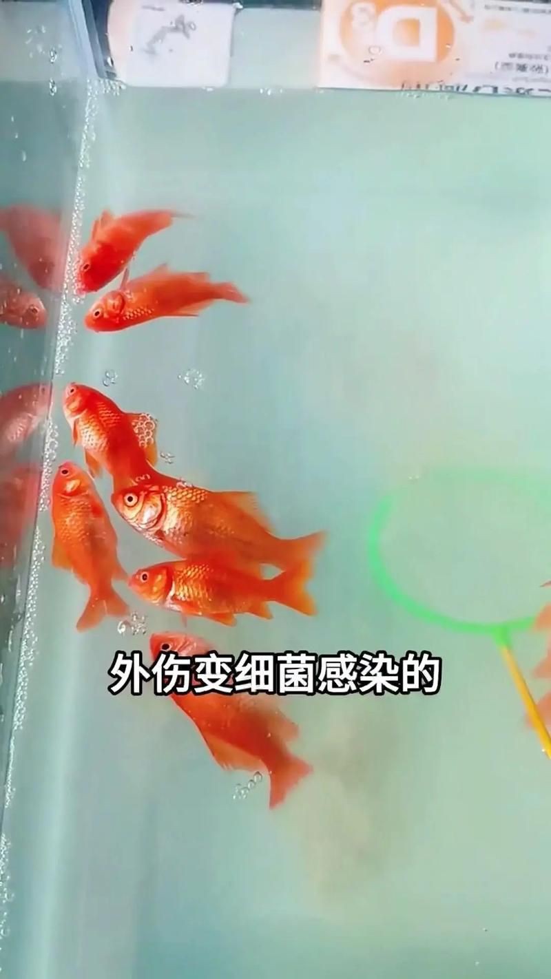 魚爛鰭爛尾圖片【魚爛鰭爛尾是一種嚴(yán)重的魚類疾病】