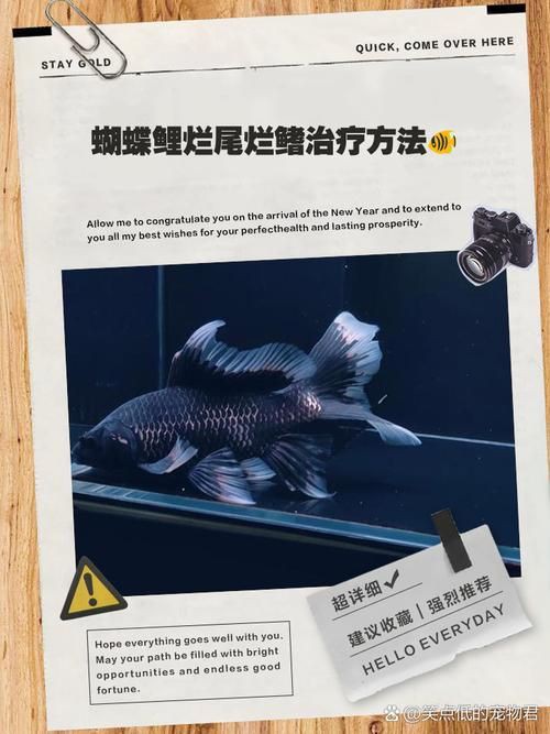 魚爛鰭爛尾圖片【魚爛鰭爛尾是一種嚴(yán)重的魚類疾病】
