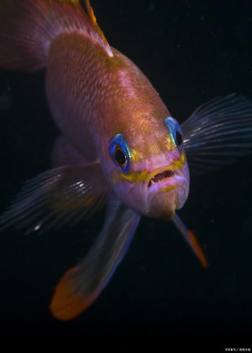魚爛鰭爛尾圖片【魚爛鰭爛尾是一種嚴(yán)重的魚類疾病】