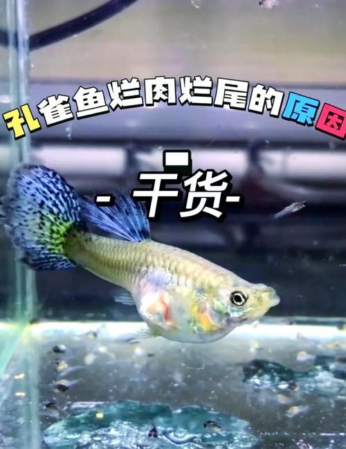 魚爛鰭爛尾圖片【魚爛鰭爛尾是一種嚴(yán)重的魚類疾病】