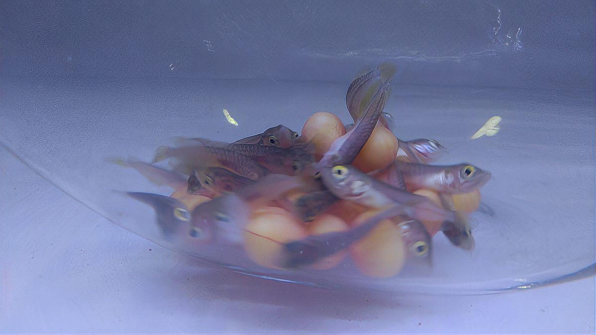 魚腹水治療期間需要停食多久【魚腹水治療期間停食時(shí)長】