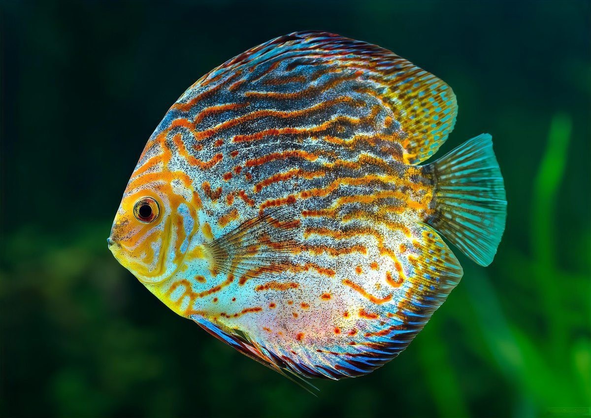 七彩天使魚能長(zhǎng)多大【七彩天使魚的生長(zhǎng)特征】