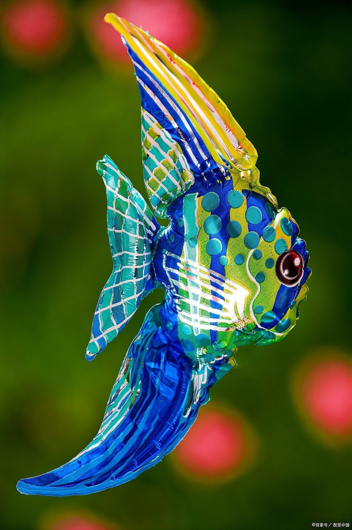 七彩天使魚能長多大【七彩天使魚的生長特征】