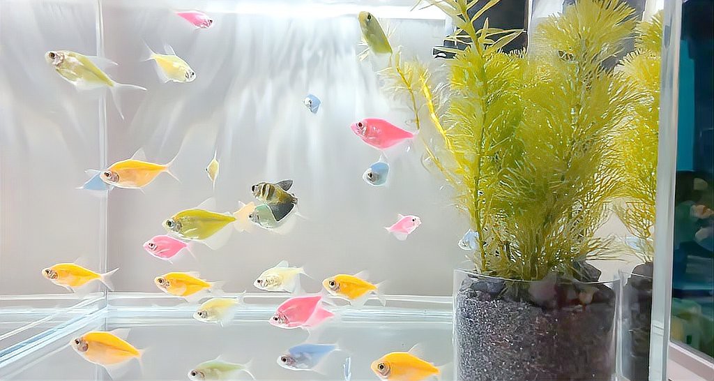 七彩天使魚能長(zhǎng)多大【七彩天使魚的生長(zhǎng)特征】