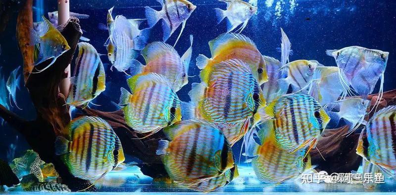 七彩天使魚能長(zhǎng)多大【七彩天使魚的生長(zhǎng)特征】