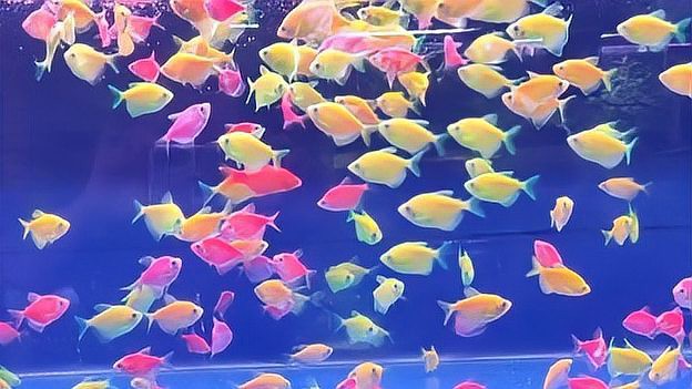 七彩天使魚能長(zhǎng)多大【七彩天使魚的生長(zhǎng)特征】