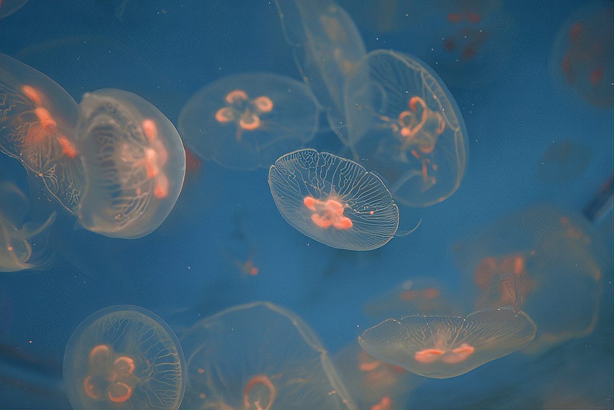 七彩天使魚能長(zhǎng)多大【七彩天使魚的生長(zhǎng)特征】