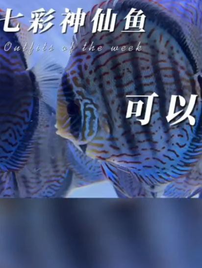 七彩天使魚能長(zhǎng)多大【七彩天使魚的生長(zhǎng)特征】