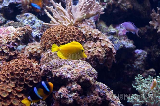 馬來西亞常見珊瑚礁魚類圖集【《馬來西亞常見珊瑚礁魚類圖集》】