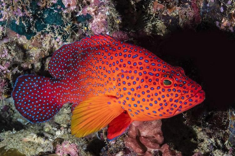 馬來西亞常見珊瑚礁魚類圖集【《馬來西亞常見珊瑚礁魚類圖集》】