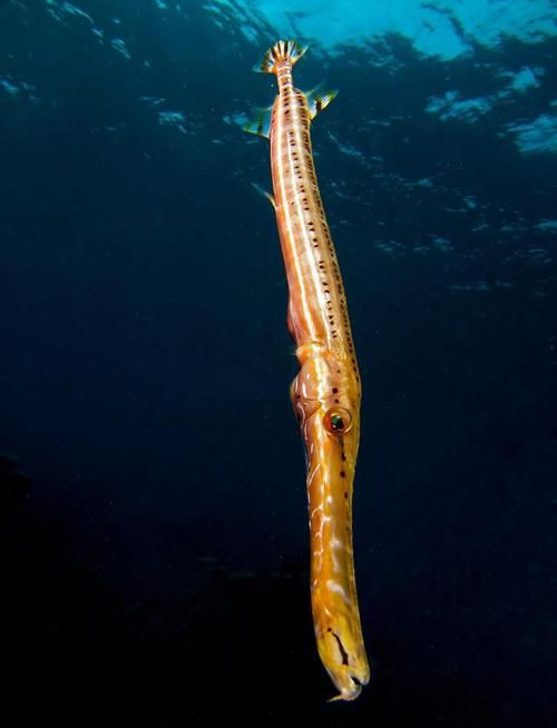 馬來西亞常見珊瑚礁魚類圖集【《馬來西亞常見珊瑚礁魚類圖集》】