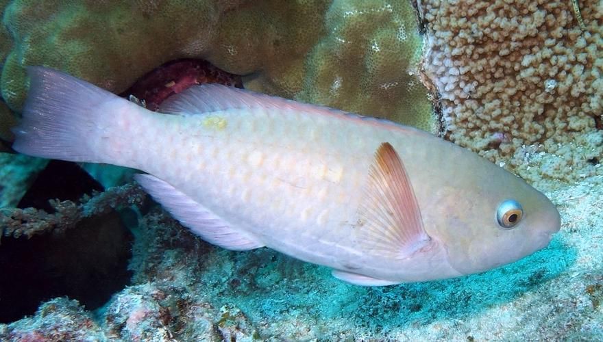 馬來西亞常見珊瑚礁魚類圖集【《馬來西亞常見珊瑚礁魚類圖集》】