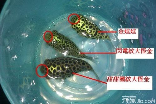 潛水艇魚毒性有多強【潛水艇魚毒性特征及安全防護】