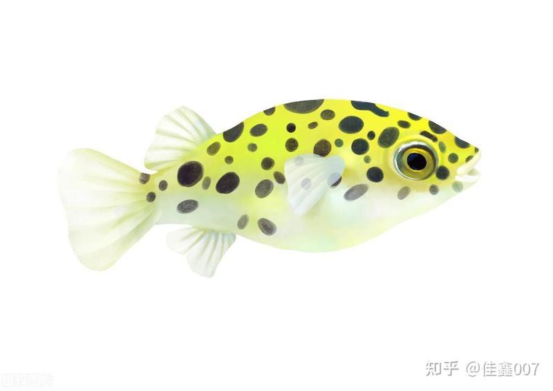 潛水艇魚毒性有多強【潛水艇魚毒性特征及安全防護】