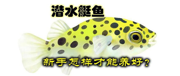 潛水艇魚毒性有多強【潛水艇魚毒性特征及安全防護】