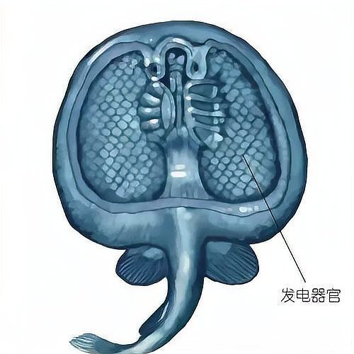電鰻的天敵