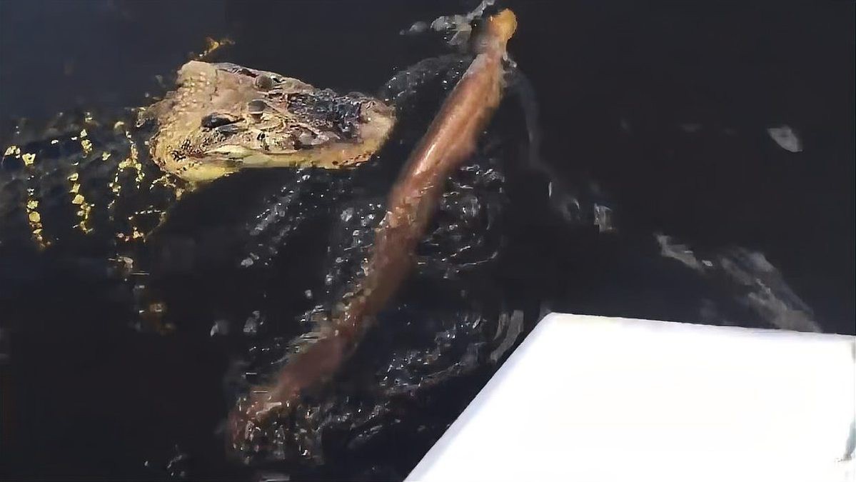 電鰻的天敵