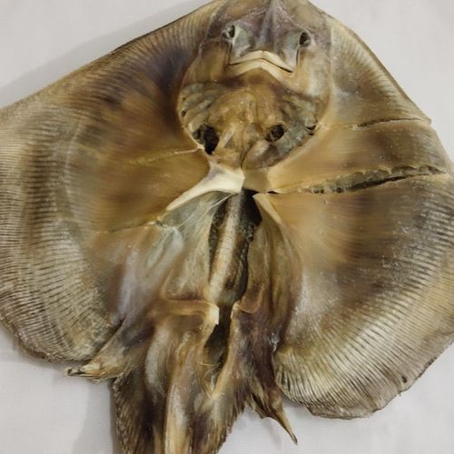 孔鰩魚圖片【探索海洋魚類的奧秘——以孔鰩為例】