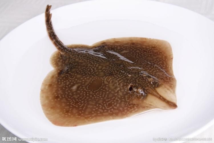 孔鰩魚圖片【探索海洋魚類的奧秘——以孔鰩為例】