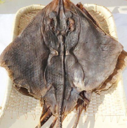 孔鰩魚圖片【探索海洋魚類的奧秘——以孔鰩為例】