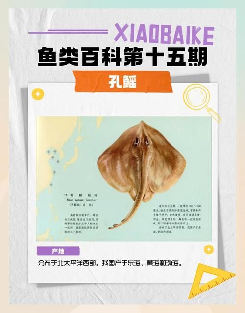 孔鰩魚圖片【探索海洋魚類的奧秘——以孔鰩為例】