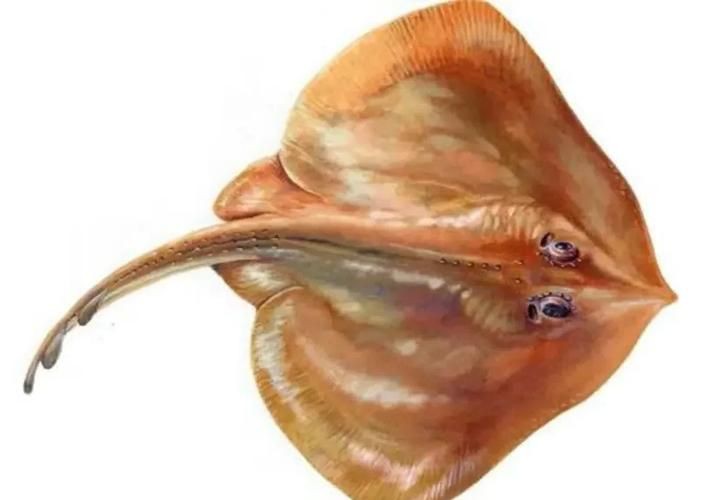 孔鰩魚圖片【探索海洋魚類的奧秘——以孔鰩為例】