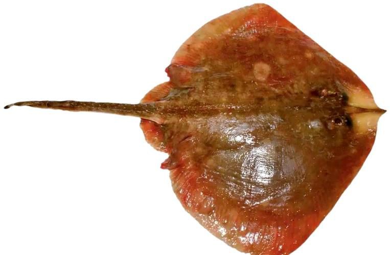 孔鰩魚圖片【探索海洋魚類的奧秘——以孔鰩為例】