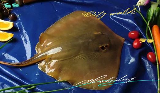 孔鰩魚圖片【探索海洋魚類的奧秘——以孔鰩為例】