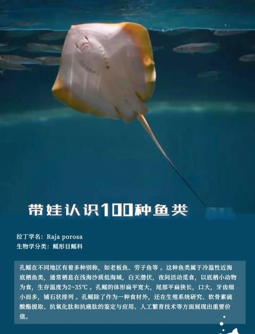 孔鰩魚圖片【探索海洋魚類的奧秘——以孔鰩為例】