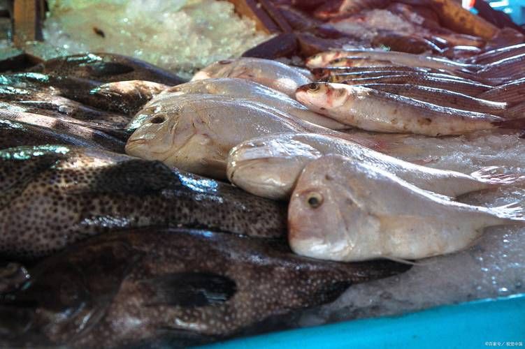 孔鰩魚圖片【探索海洋魚類的奧秘——以孔鰩為例】