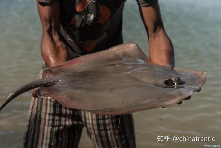 孔鰩魚圖片【探索海洋魚類的奧秘——以孔鰩為例】