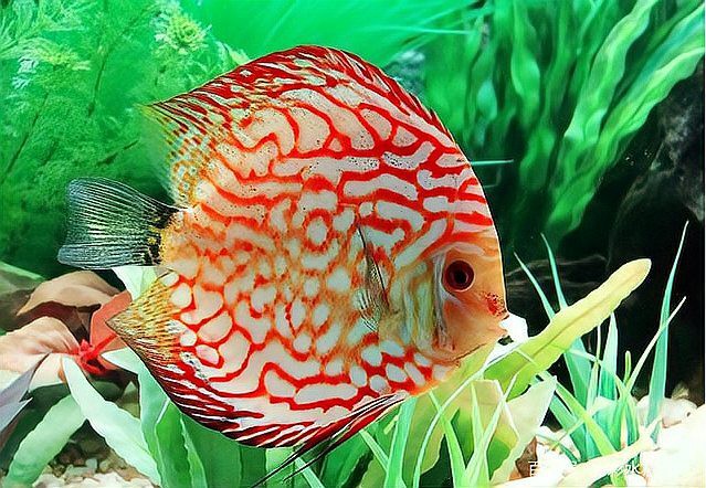 七彩神仙魚好養(yǎng)嗎,要注意哪些方面【七彩神仙魚的飼養(yǎng)技巧】