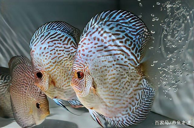 七彩神仙魚好養(yǎng)嗎,要注意哪些方面【七彩神仙魚的飼養(yǎng)技巧】