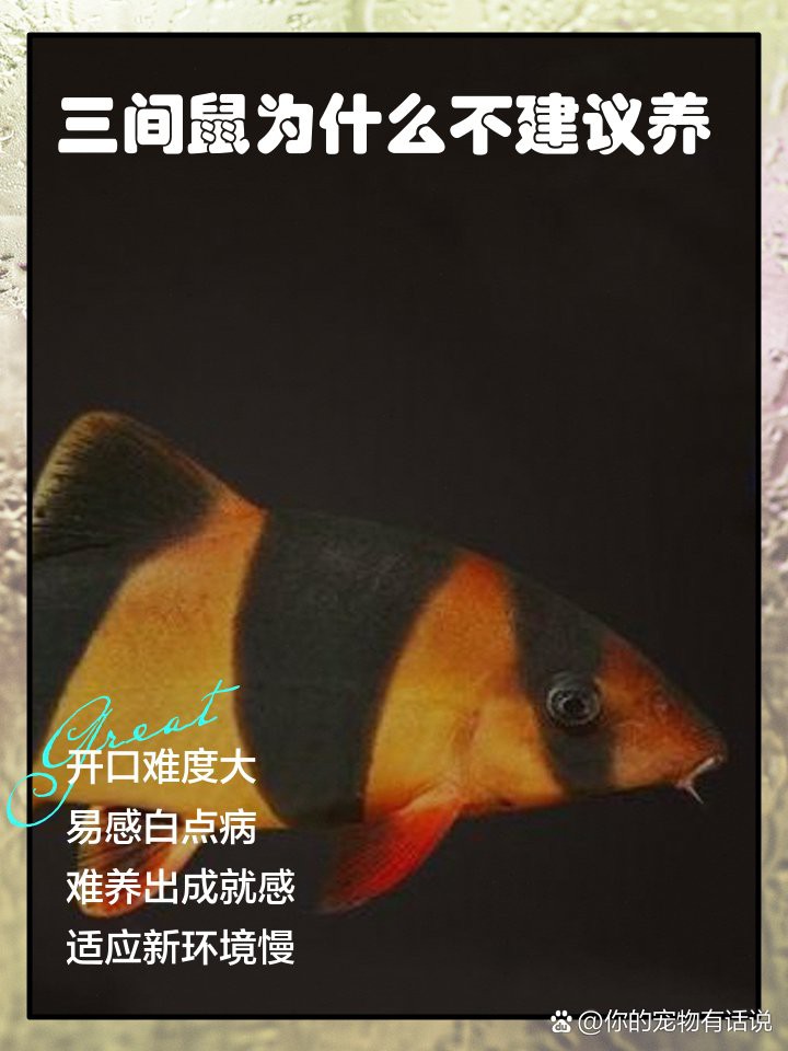 三間鼠為什么不建議養【《三間鼠為什么不建議升高水溫的傳統療法又可愛，頗具觀賞性】