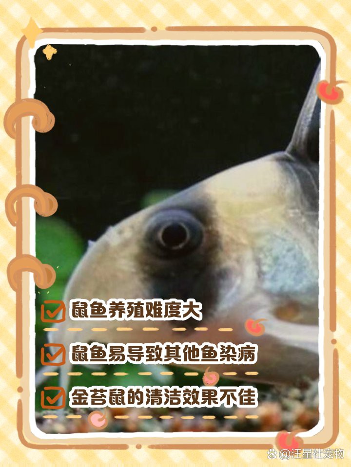 三間鼠為什么不建議養【《三間鼠為什么不建議升高水溫的傳統療法又可愛，頗具觀賞性】