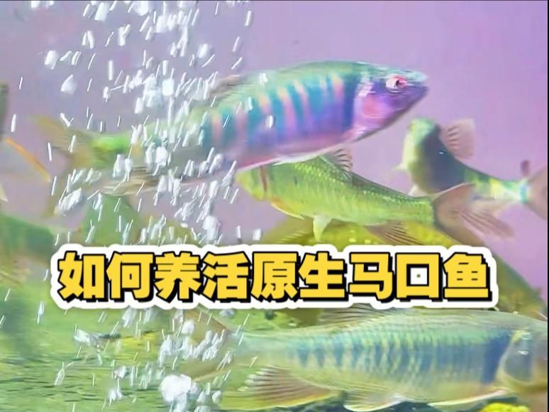 馬口魚魚缸怎么養【小羊老師培訓日記馬口魚魚缸養殖注意以下關鍵點】