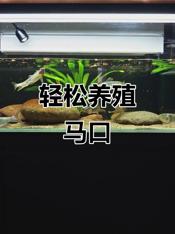 馬口魚魚缸怎么養【小羊老師培訓日記馬口魚魚缸養殖注意以下關鍵點】